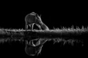 Renard roux