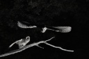  P1 7754