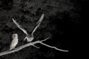  P1 8723