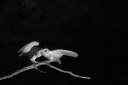  P1 8891