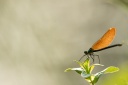 Caloptéryx - Demoiselles